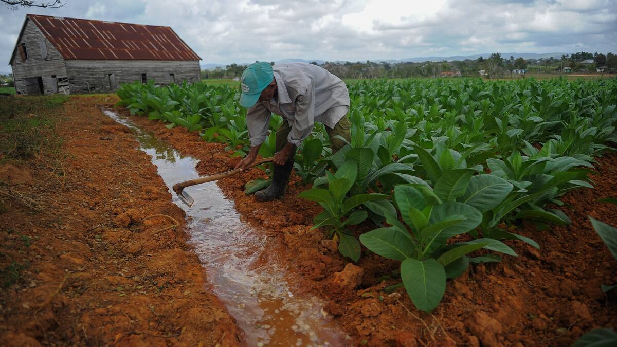 OMS estima que alrededor de 4 millones de hectáreas en en el mundo se dedican al tabaco
