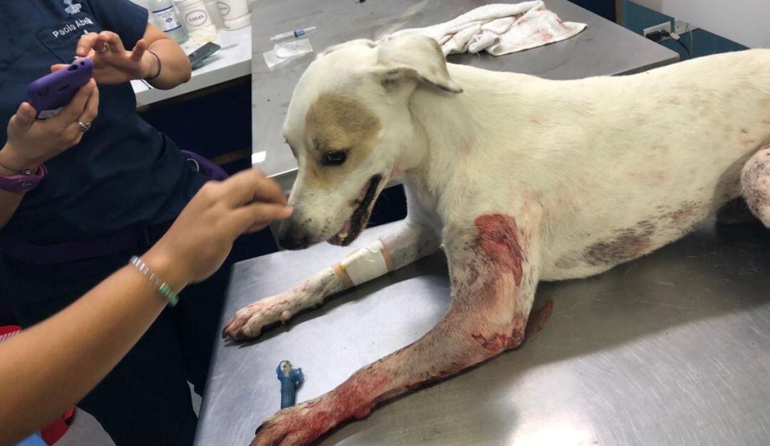 El perro atacado a bala en Barranquilla.
