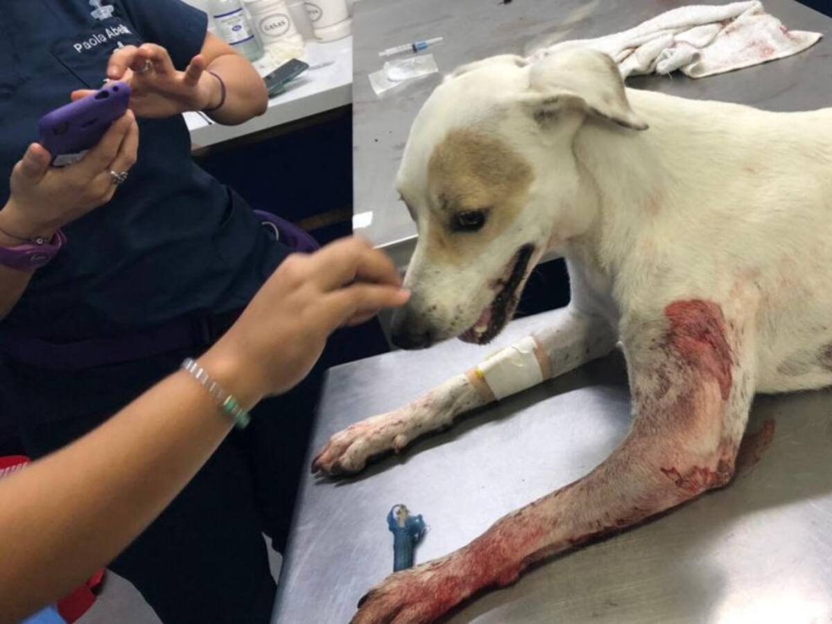 Fiscalía investigan maltrato animal en Barranquilla