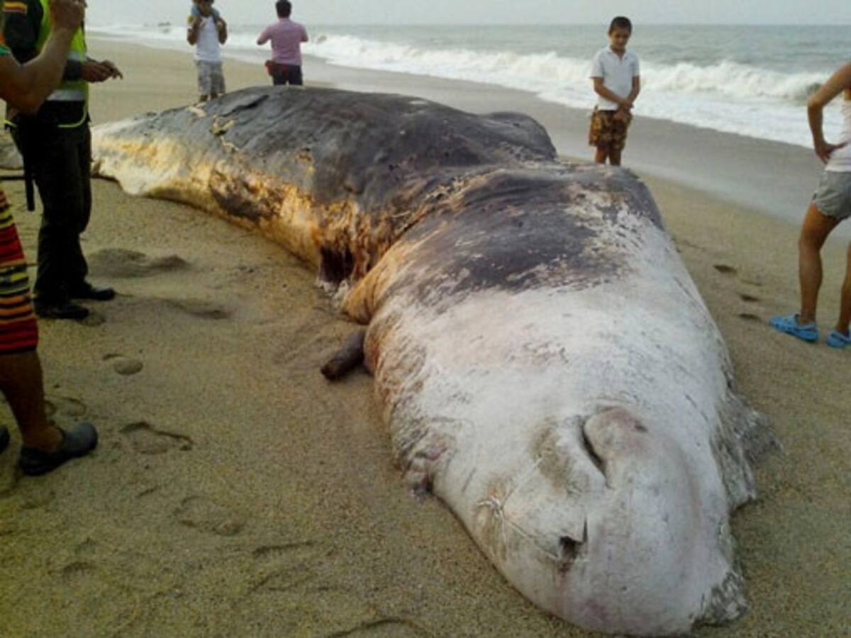 Un cachalote apareció muerto en Santa Marta