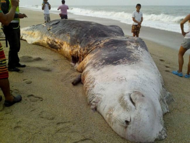 Un cachalote apareció muerto en Santa Marta