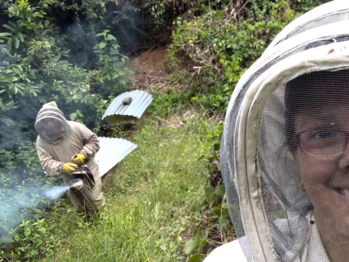 Cómo sacar adelante un negocio apícola, con gran potencial en Colombia