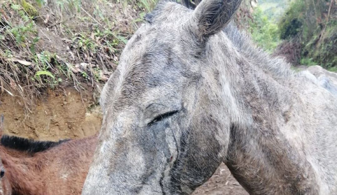 Foto: Enviada por la Diputada de Caldas, Jéssica Quiroz.