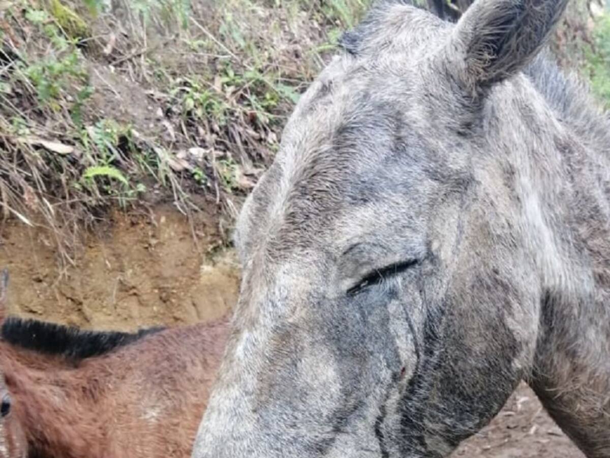 Caballo falleció al parecer por maltrato en el municipio de Neira, Caldas