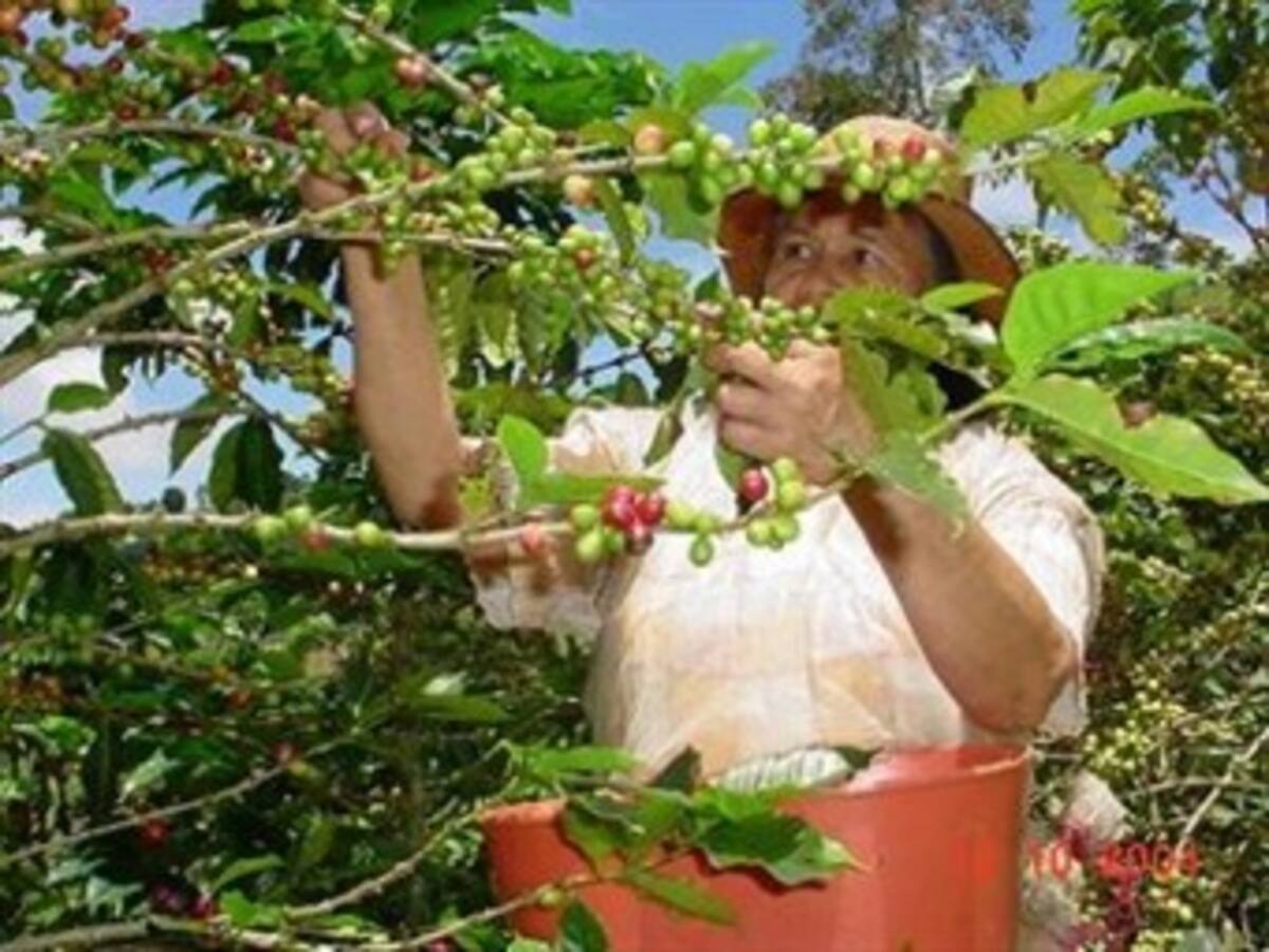 Sector cafetero genera 2.300.000 empleos: Fedecafé