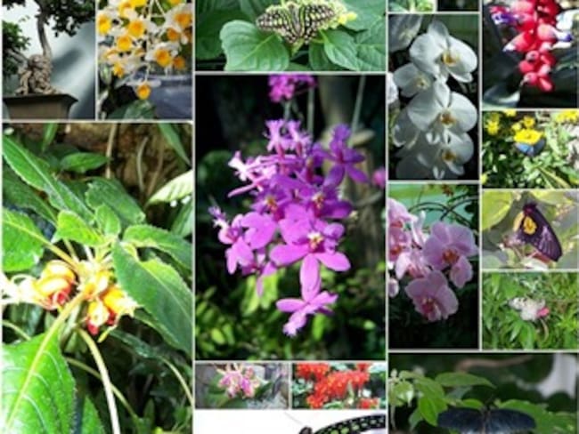 Con teléfonos celulares y cámaras digitales, estudiantes emprenderán segunda expedición botánica