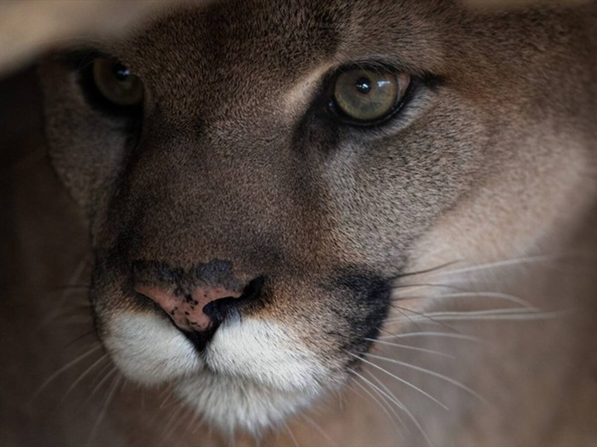 Contralor de Cali denuncia irregularidades en albergue donde murieron dos pumas