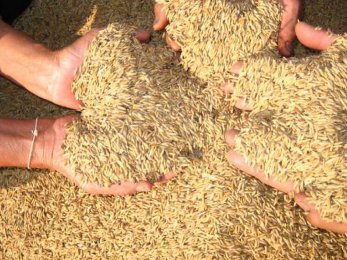 El arroz en el mundo de la agricultura de precisión