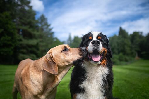 Cuide a su mascota de la pólvora: siga estos consejos. Foto: Getty
