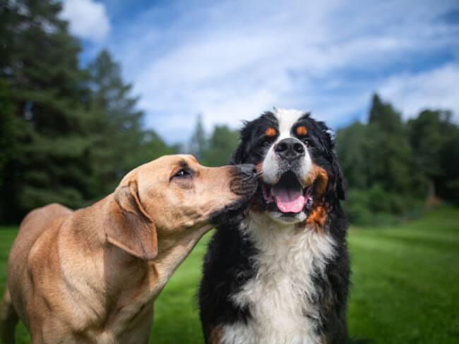 Cuide a su mascota de la pólvora: siga estos consejos.
