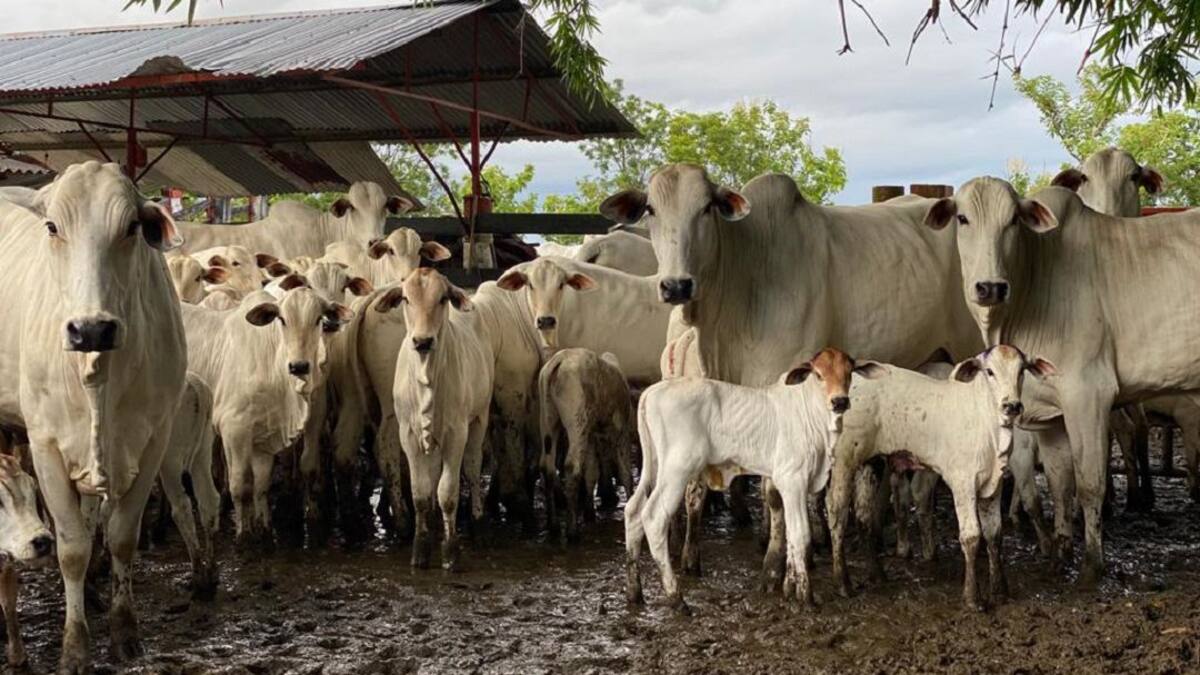 Monta estacional de bovinos, para mejorar la productividad ganadera