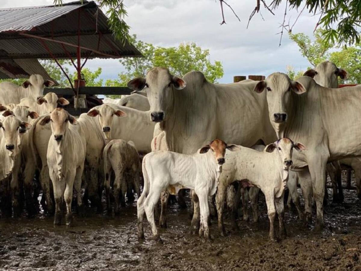 Monta estacional de bovinos, para mejorar la productividad ganadera