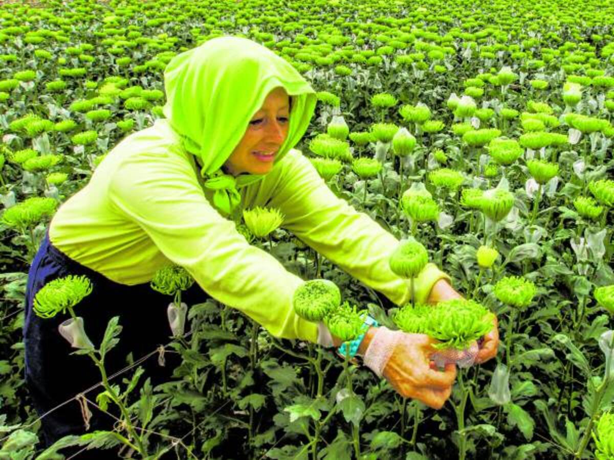 Plan de formalización para compra de tierras para las mujeres