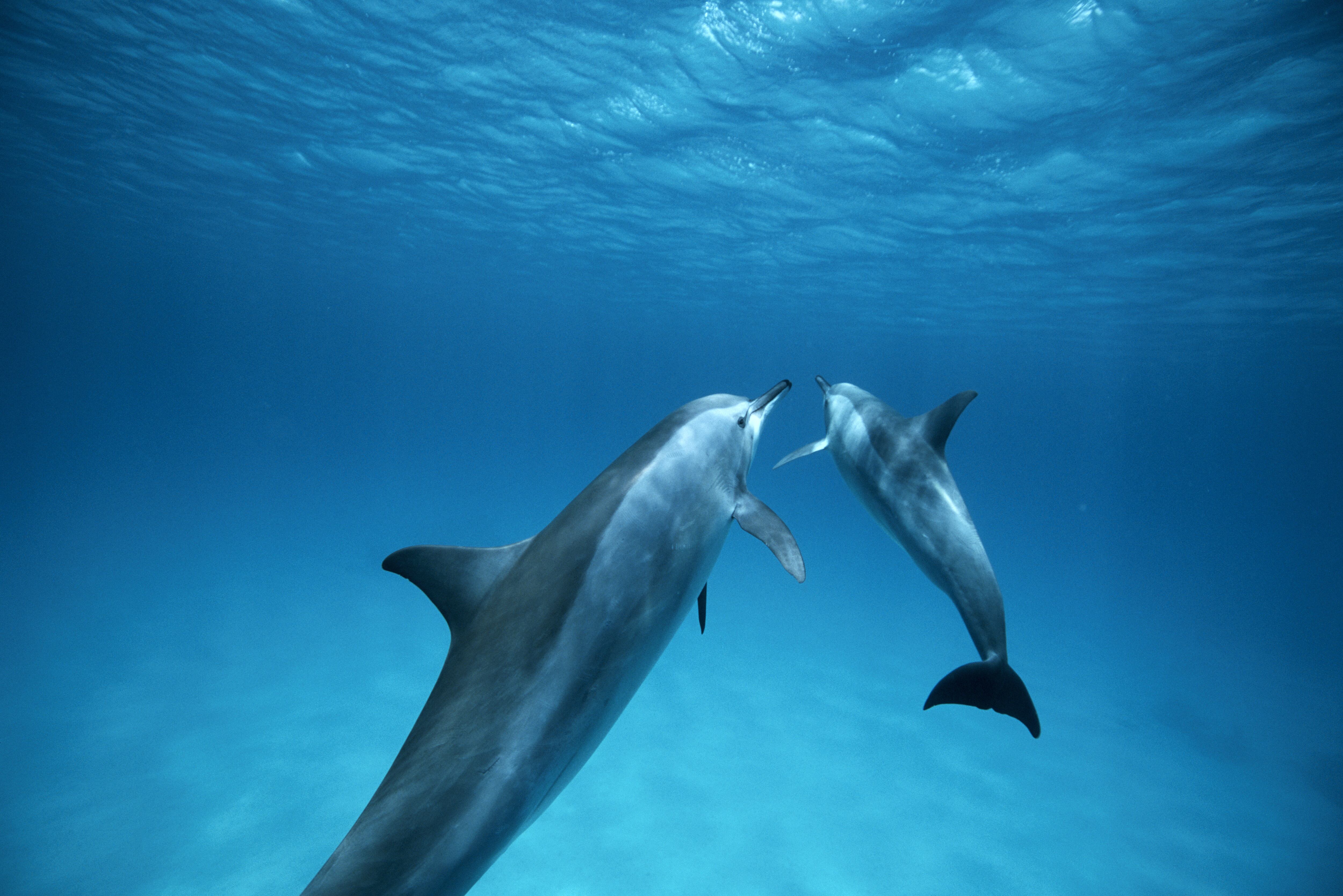 Delfín y su cría - Getty Images