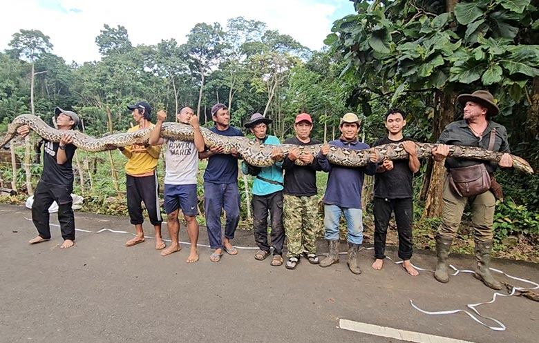 Ibu Baron, la serpiente salvaje más larga del mundo. Foto: Guinness World Record.