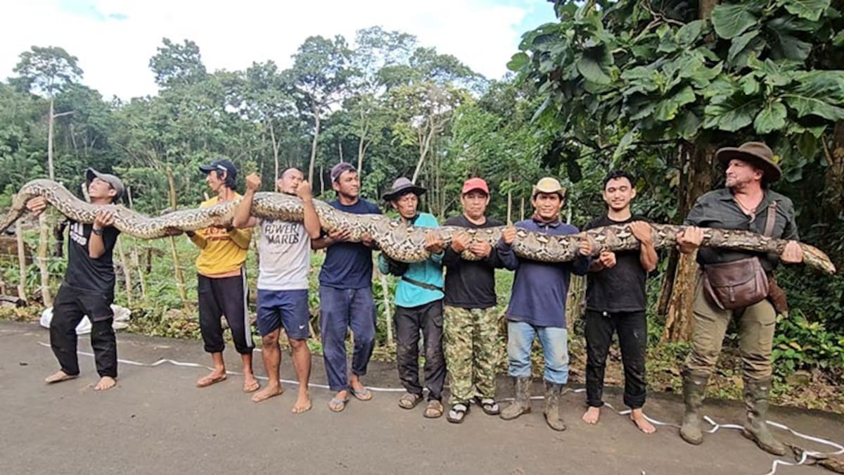 Video | La serpiente salvaje que rompió récord Guinness por ser la más larga del mundo: cuánto mide