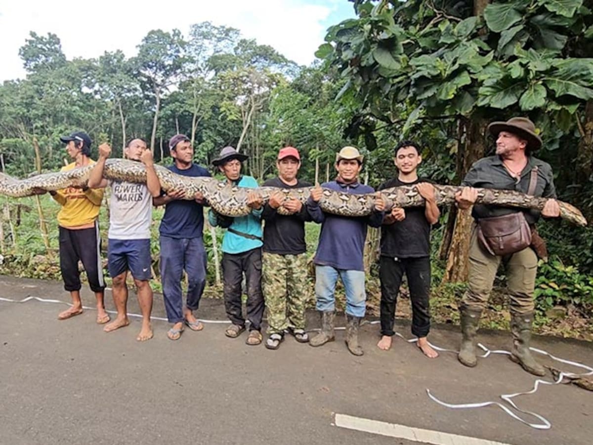 Video | La serpiente salvaje que rompió récord Guinness por ser la más larga del mundo: cuánto mide