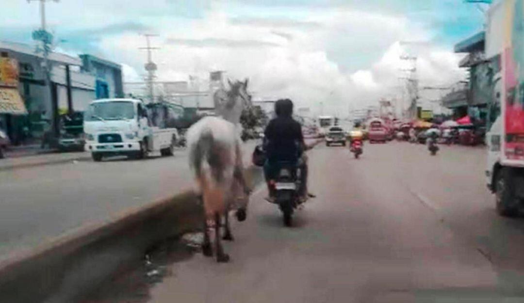 “No hagamos a los animales lo que nos queremos que nos hagan a nosotros”, llamado de la UMATA