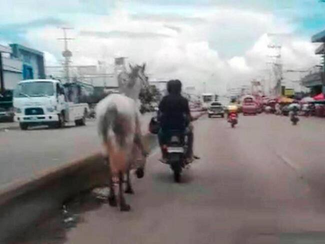“No hagamos a los animales lo que nos queremos que nos hagan a nosotros”, llamado de la UMATA