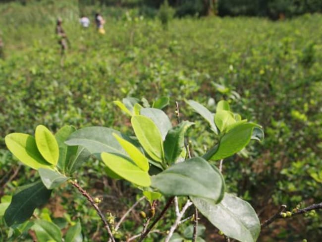 Más de 4.500 hectáreas de cultivos ilícitos hay en el sur de Bolívar