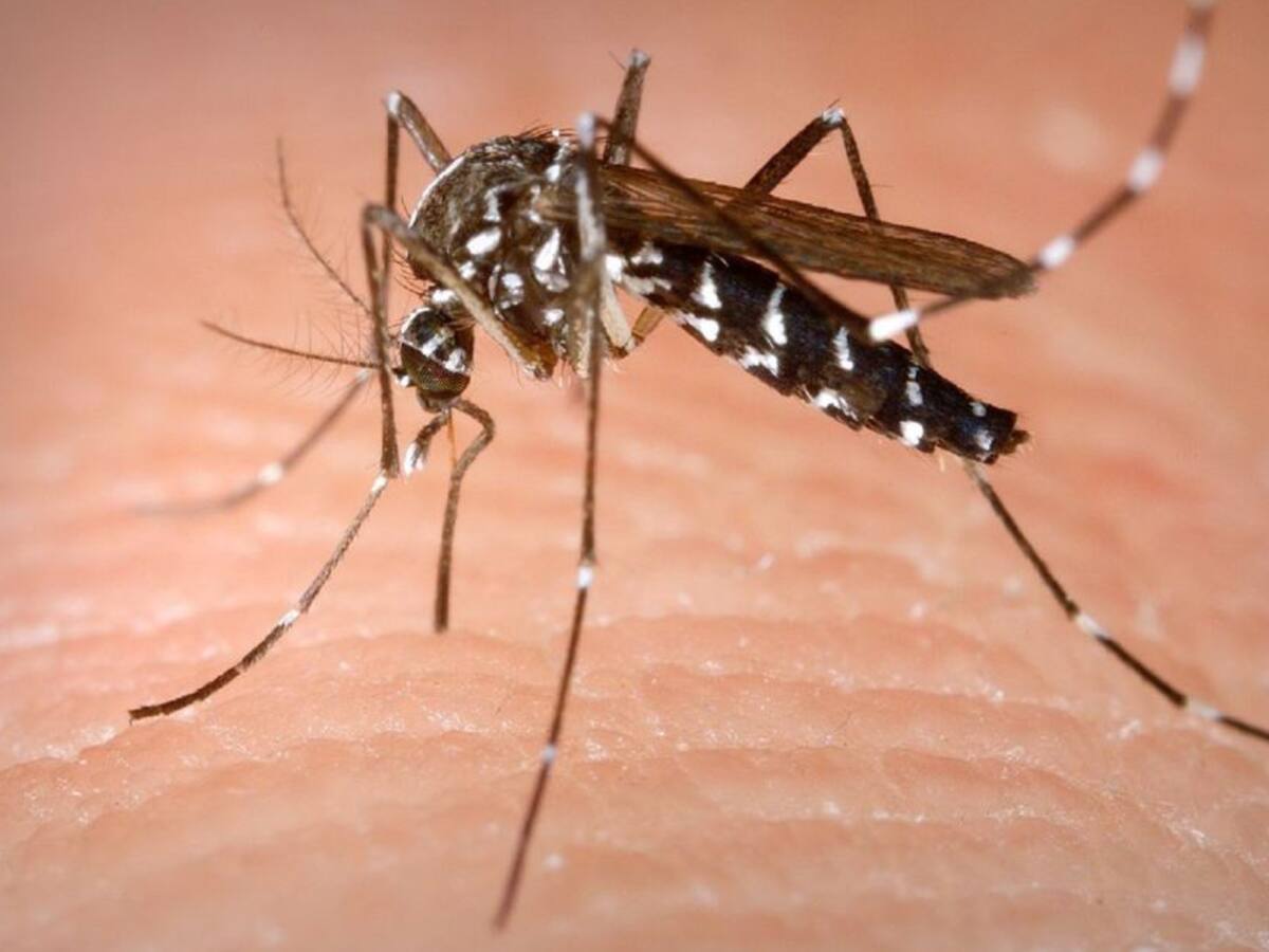 Aumentan casos de dengue en Neiva