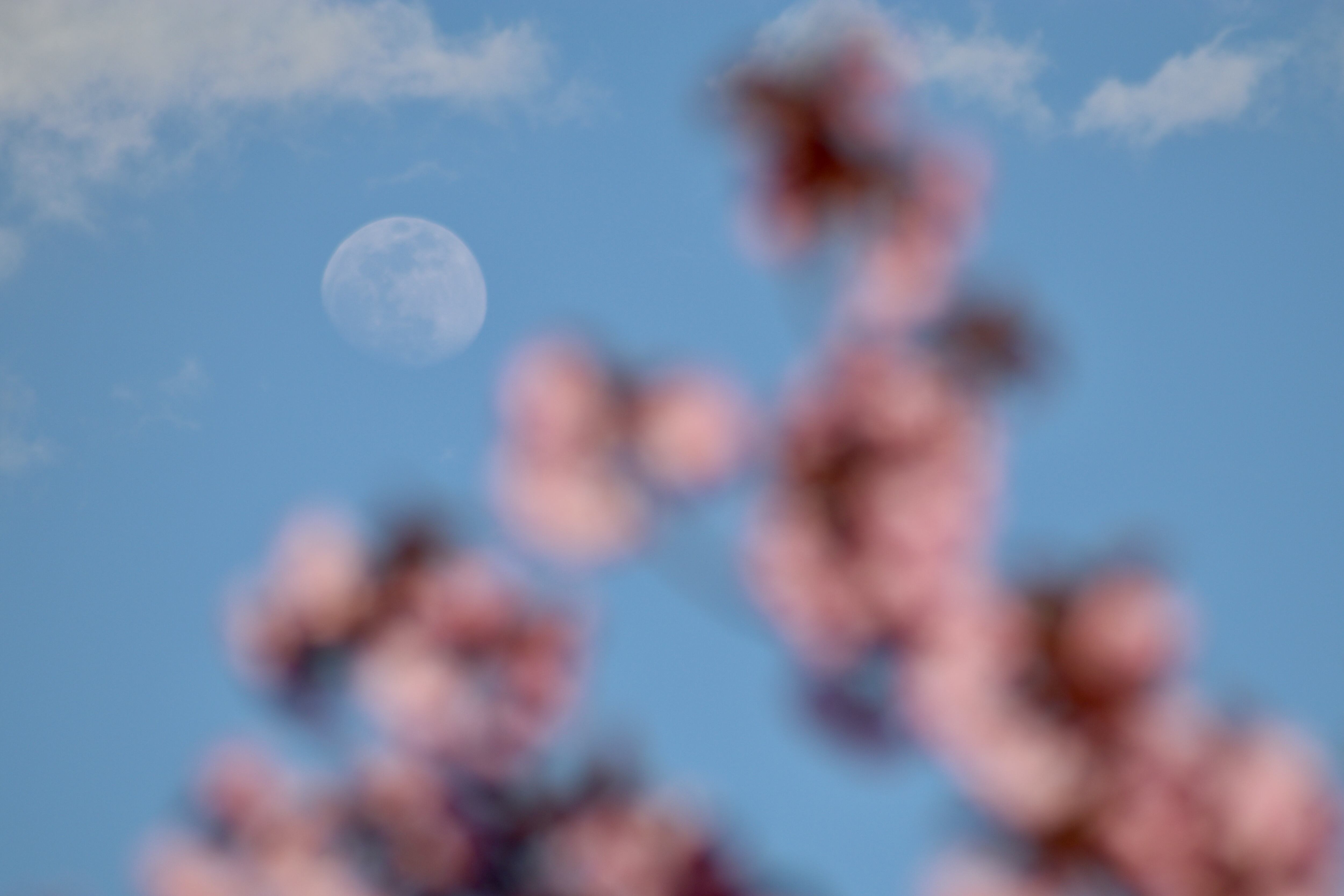 Imagen de referencia sobre la Luna de las Flores. / Vía: Getty Images.
