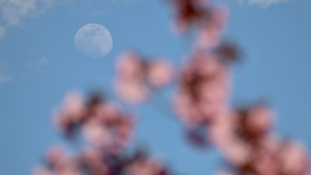 Luna de las Flores 2024 ¿Cómo afectará a los signos del zodiaco?