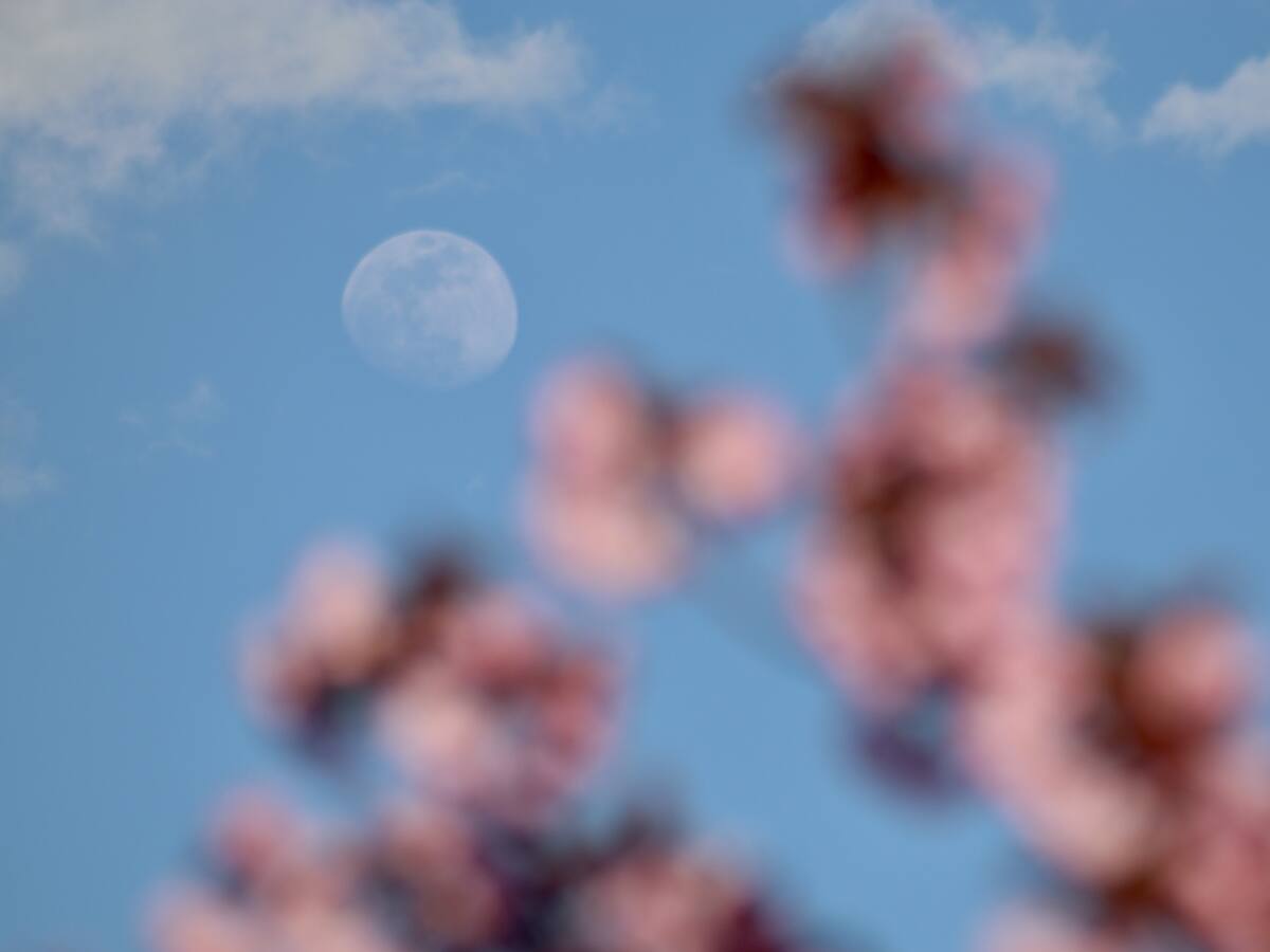 Luna de las Flores 2024 ¿Cómo afectará a los signos del zodiaco?