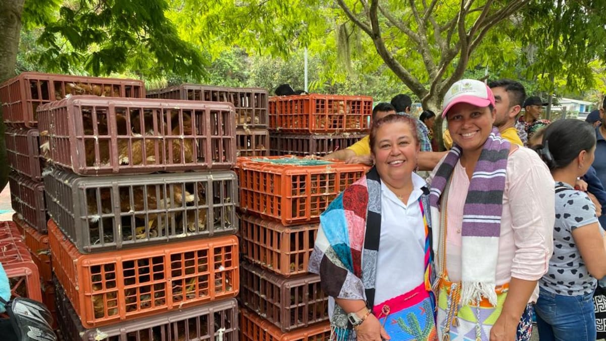 Víctimas del conflicto armado en Risaralda le apuestan a la exportación de huevos