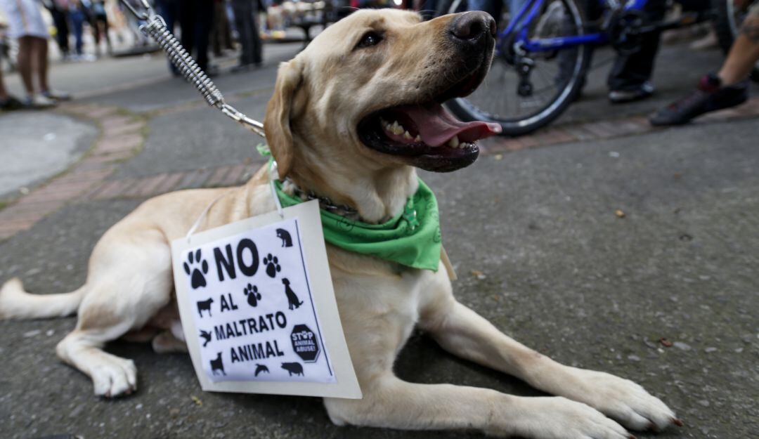 Enero 07 de 2016.- En redes sociales sectores políticos y de animalistas, destacaron la sanción de la ley que crea una legislación especial de protección a los animales y los reconoce a los como seres sintientes.