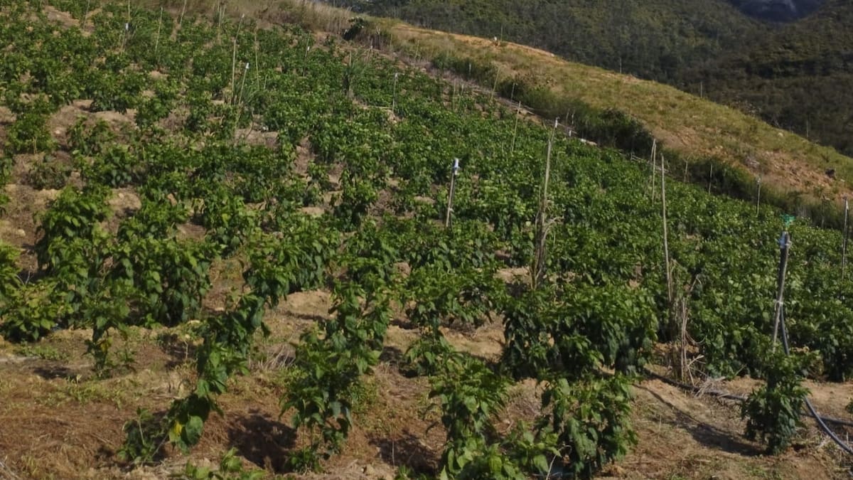 Alerta por incendios forestales en el Catatumbo