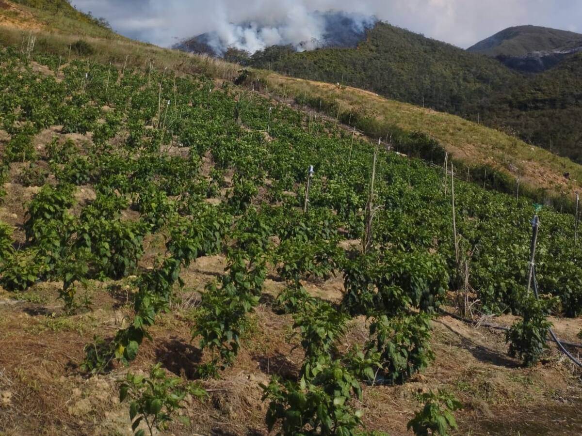 Alerta por incendios forestales en el Catatumbo