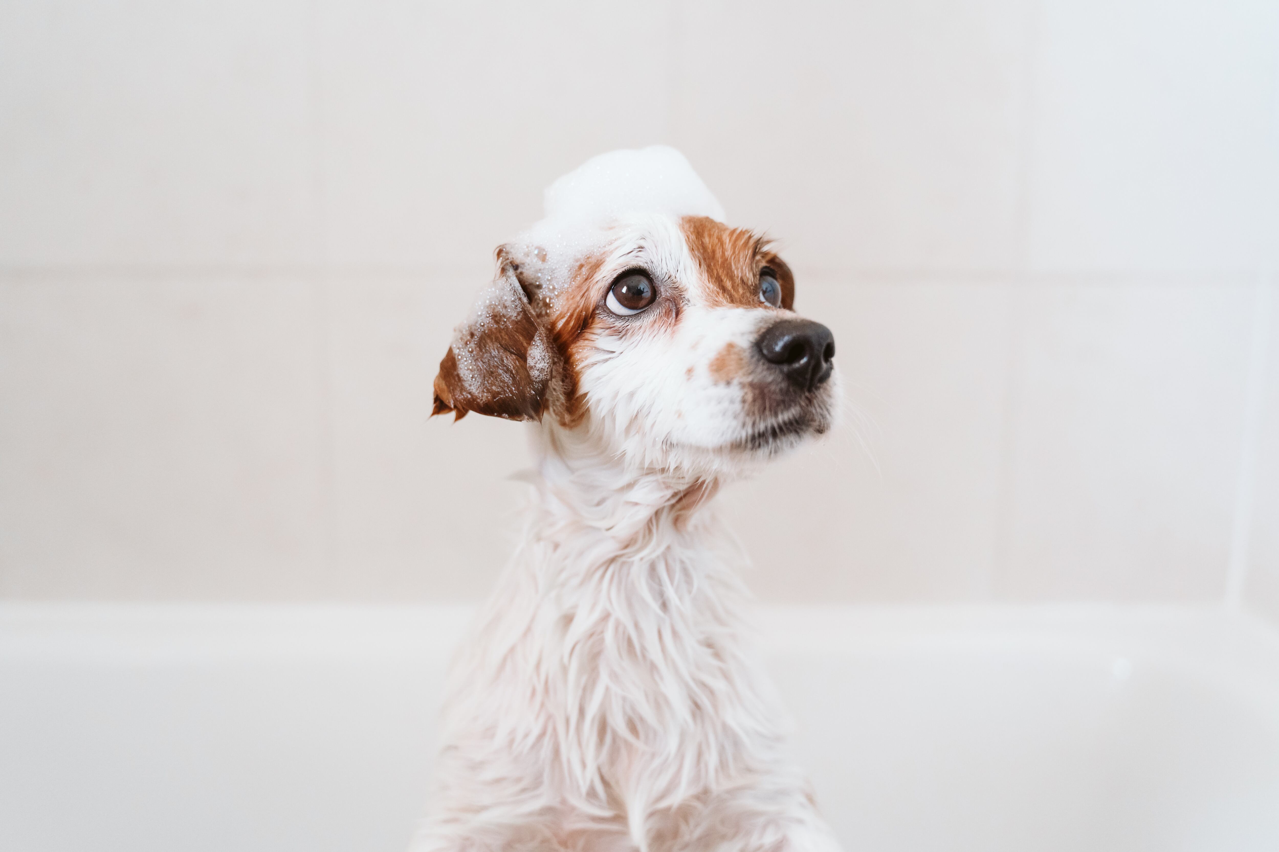 Perro en el baño - Getty Images