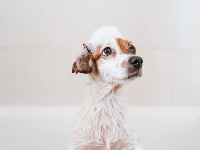 Perro en el baño - Getty Images