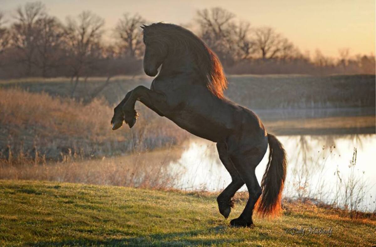 Frederick vive en un criadero de caballos llamado Pinnacle Friesians, en las montañas de Ozark en Estados Unidos.