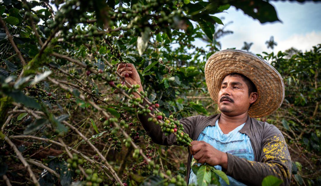 Produccion de café en febrero