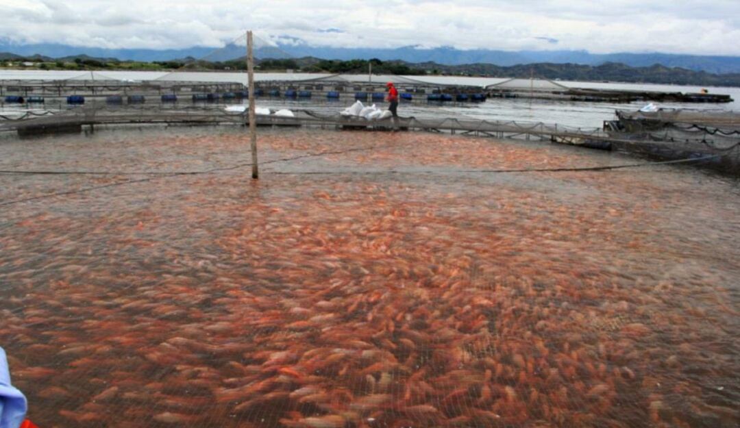 Piscicultura en el Huila