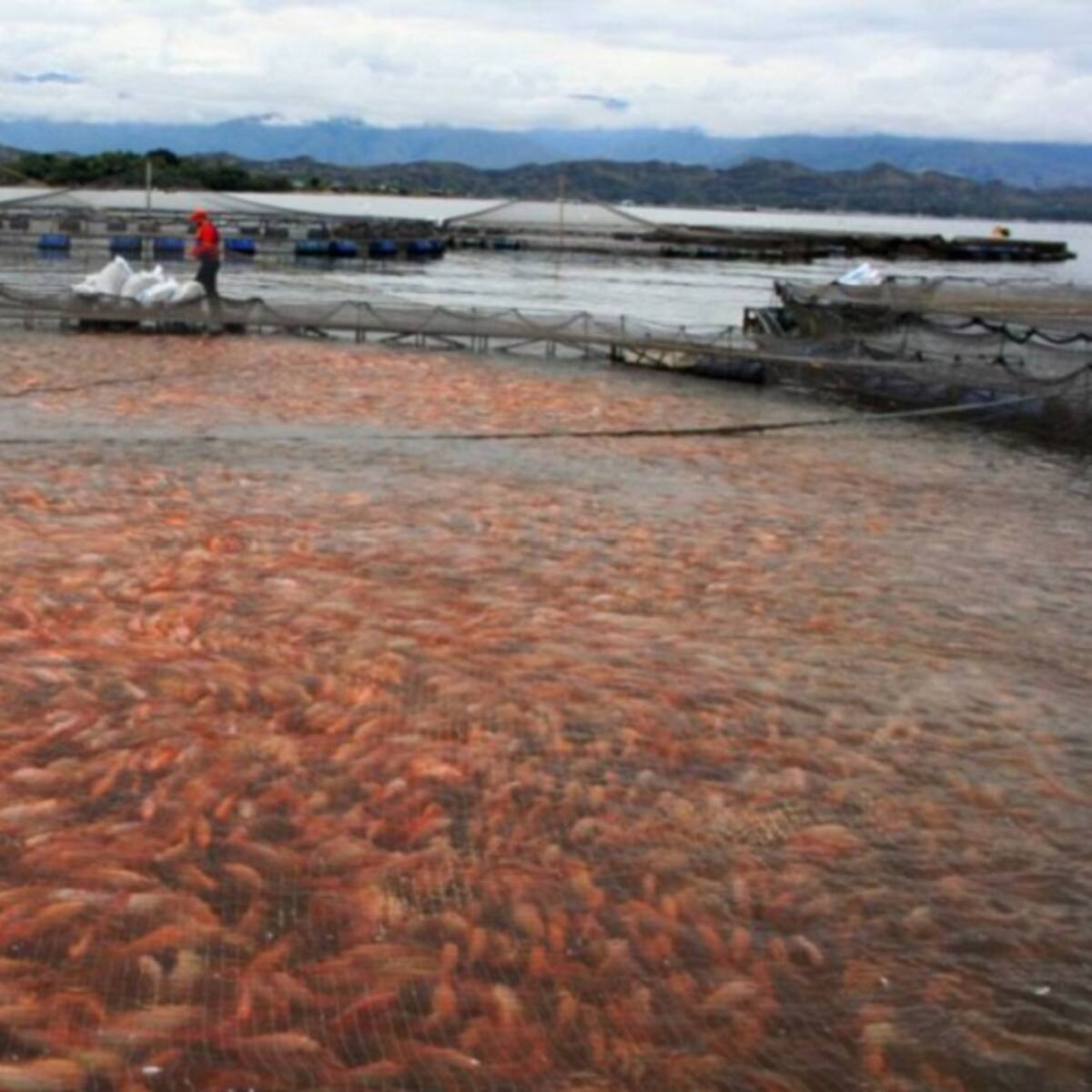 “Producción piscícola en el Huila está garantizada” Gobierno Regional