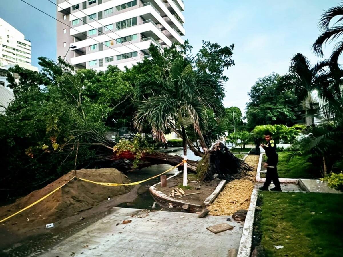 Fuertes vientos provocaron caída de árboles y afectaciones en viviendas en Cartagena