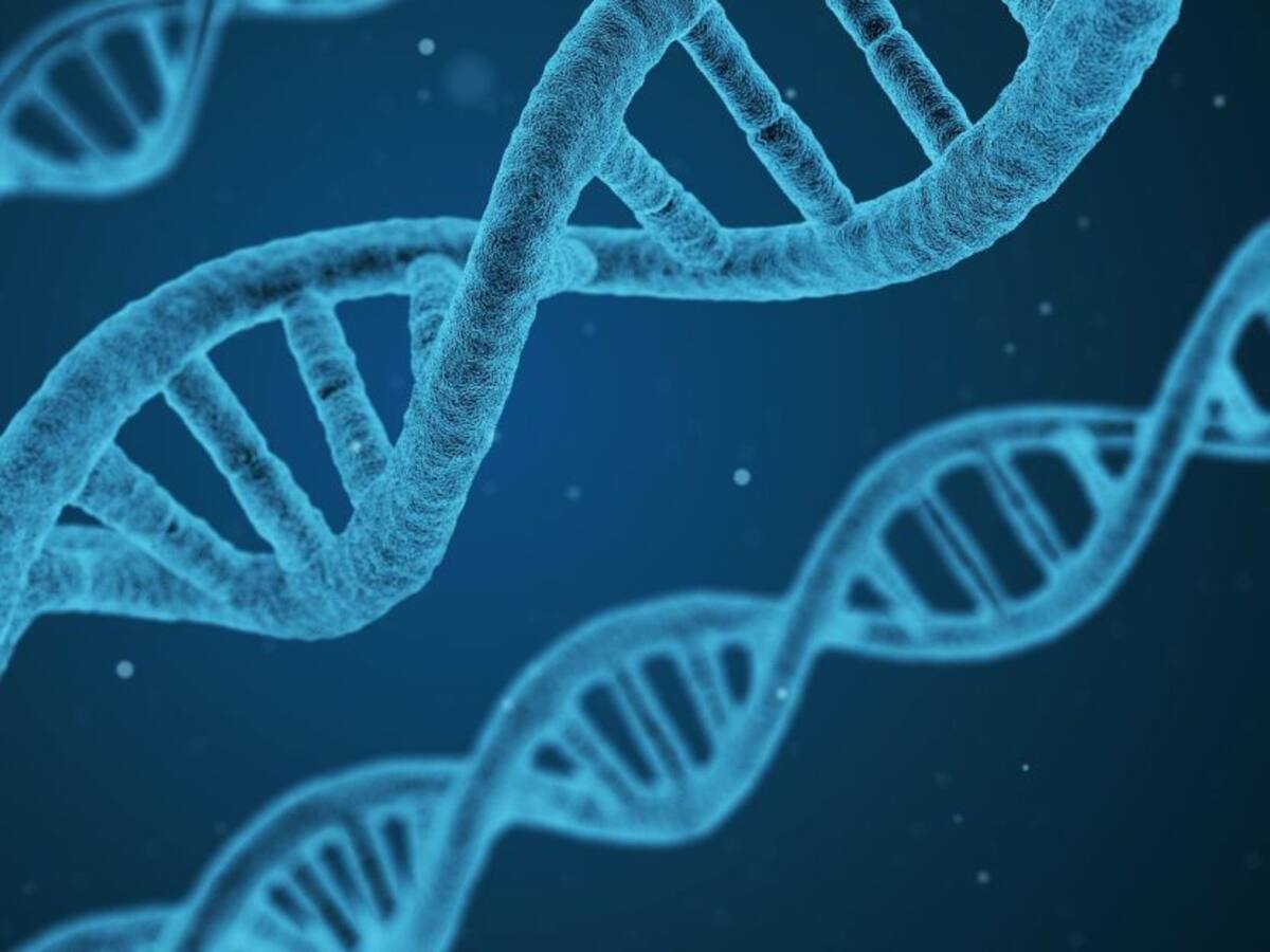 Mielofibrosis y su relación con la médula ósea