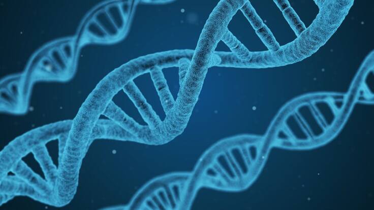 Mielofibrosis y su relación con la médula ósea.