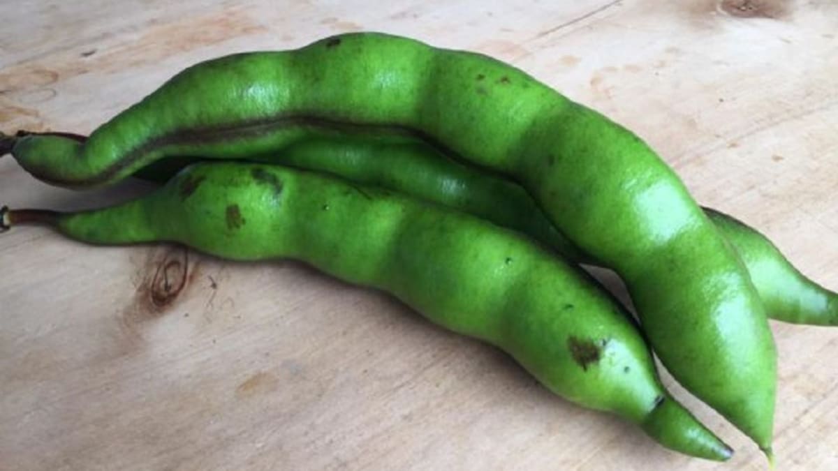 El balú o chachafruto, un súper alimento, poco conocido