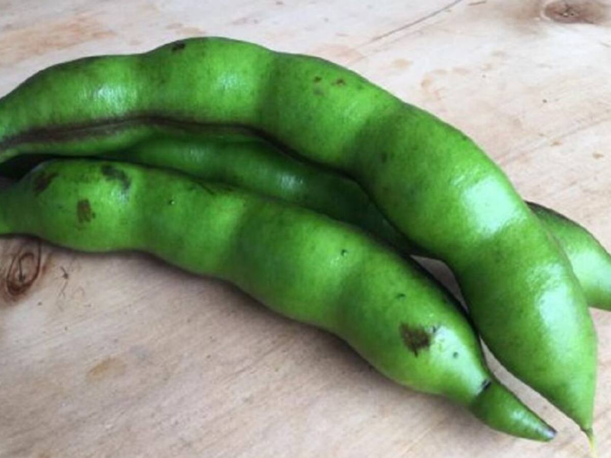 El balú o chachafruto, ¿un cultivo milagroso?