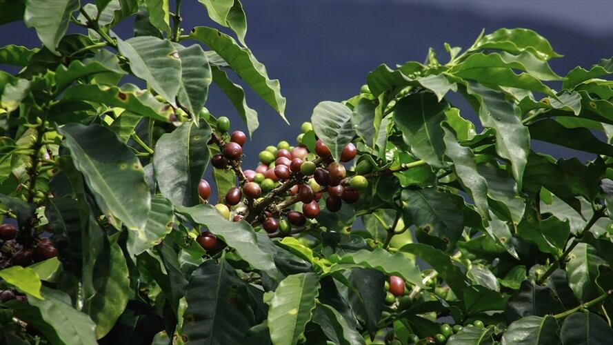 Zona cafeteras . Foto: Colprensa