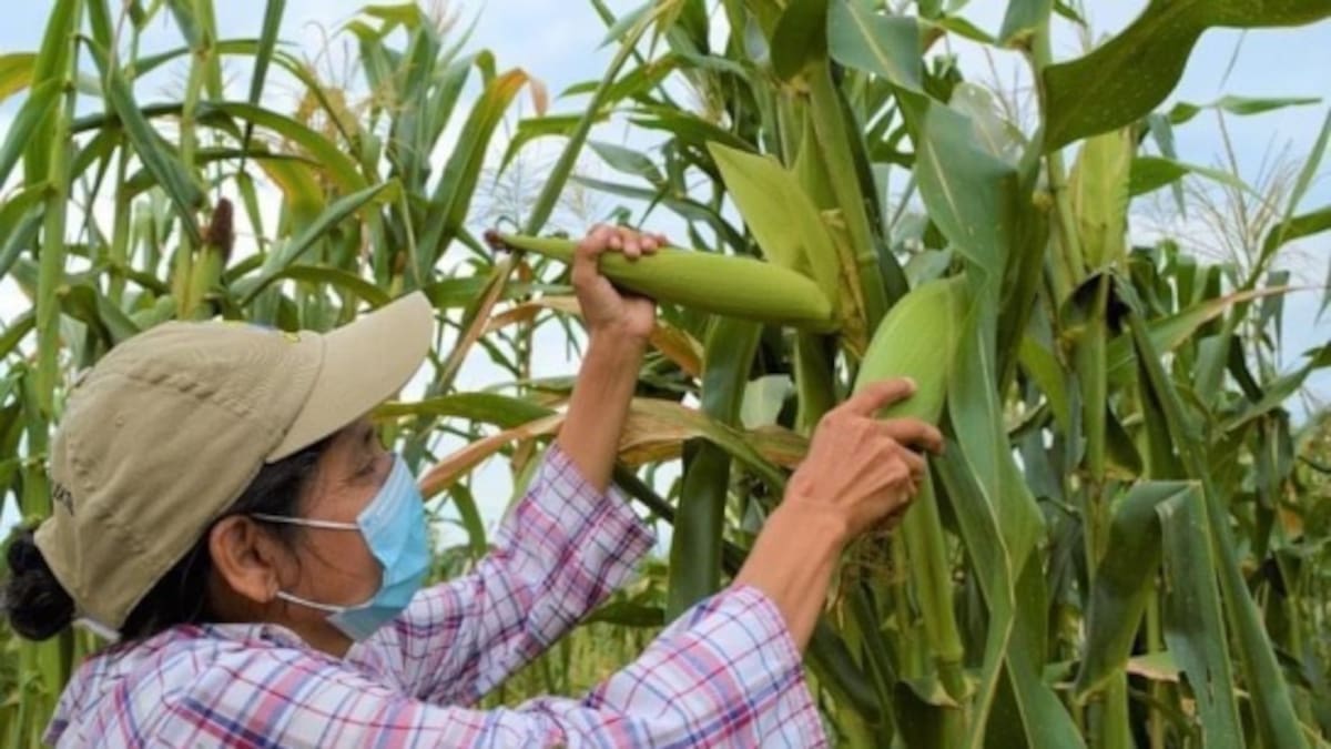 Alarma por incremento del 411 % en las importaciones de maíz blanco en Colombia