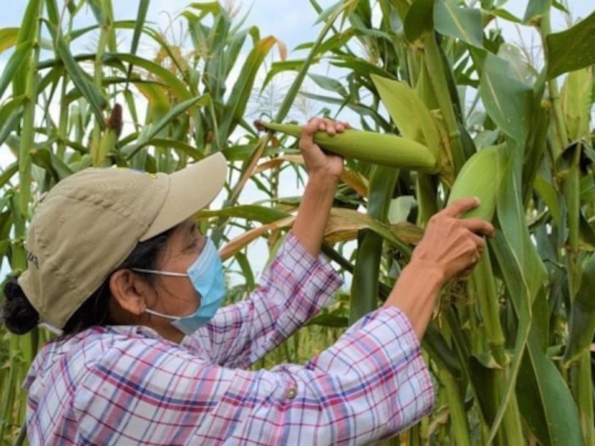 Alarma por incremento del 411 % en las importaciones de maíz blanco en Colombia