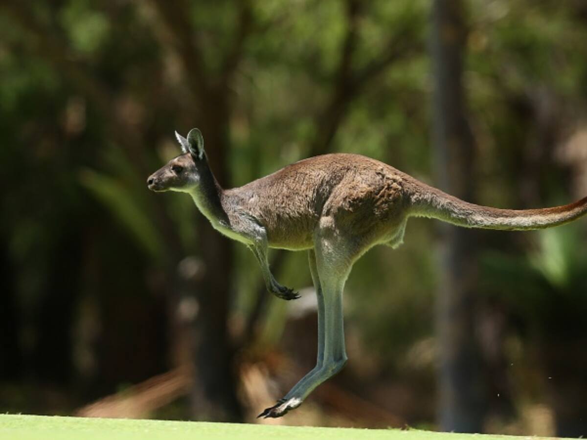 Uniformados rescatan canguro a punto de ahogarse en playas australianas
