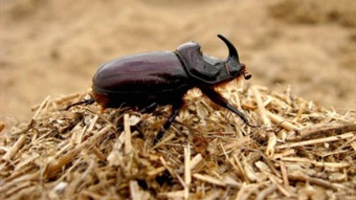 Especies que sobreviven en bosques fragmentados