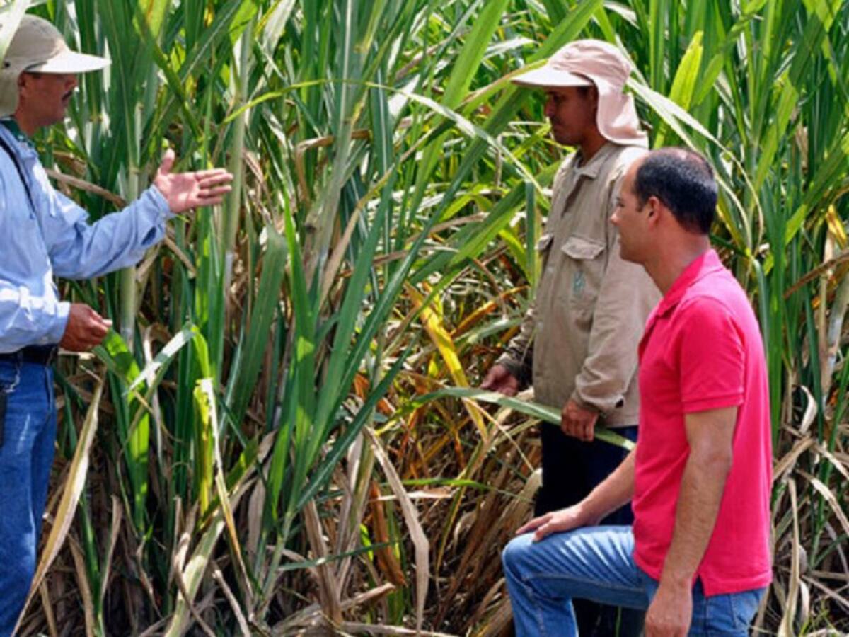 Cauca: Defensoría pidió mesa de diálogo para resolver conflicto por tierras