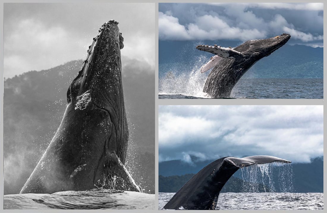 En Colombia existe la guía de avistamiento de ballenas del ministerio del medio ambiente que se debe cumplir para evitar accidentes.